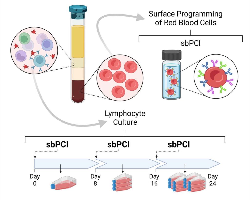 Figure 1: Programmable Cellular Interface Platform. RBCs were isolated from donor blood and modified to display sbPCI consisting of co-stim molecules. Lymphocytes were then expanded on sbPCI.