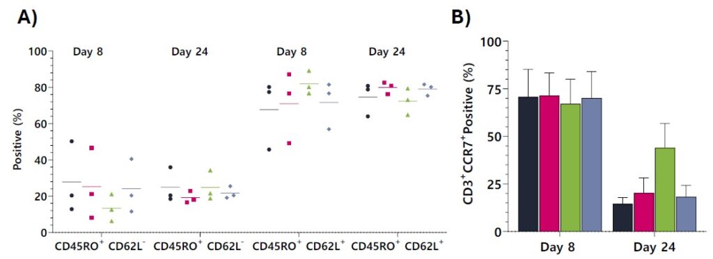 Figure 4: Molecular Formats Selectively Expand Central Memory (CM) T-cells vs
Effector Memory (EM) T-cells. PBMCs were co-cultured with sbPCI over 24 days and
analyzed by flow cytometry and gene expression every 8 days. A) All sbPCI formats
produced primarily CM T-cells by Day 8 and maintained this phenotype. B) At Day 8,
the majority of T cells were positive for CCR7+. By Day 24, there was an increased
number of CD3+CCR7+ expressing cells in the sbPCI-1 iii cultures compared with
other sbPCI-1 configurations.